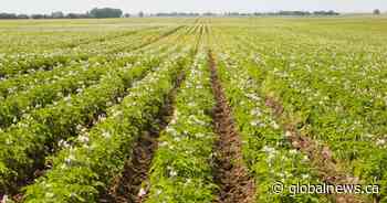 Alberta’s agri-food industry has potential to kick-start economy post pandemic: report