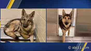Search continues for wolf-German Shepherd hybrid dogs in Orange County