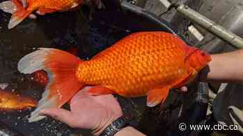 Viral images of giant goldfish in U.S. lake spotlight dangers of invasive aquatic pets