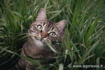 Erba gatta, a cosa serve e come usarla - AgoraVox Italia