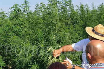 Coldiretti in visita al campo di "erba proibita" a Rovigo - RovigoOggi.it