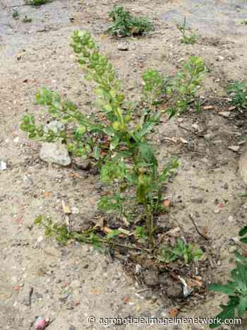 Erba storna: una risorsa? - Agronotizie