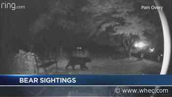 Caught on camera: Black bear wanders through Pittsford