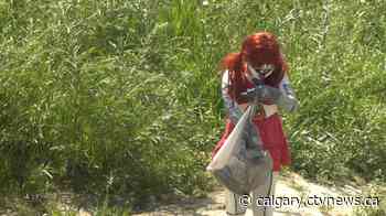 'We've never seen litter like this': Lethbridge mermaid cleaning up the coulees - CTV Toronto