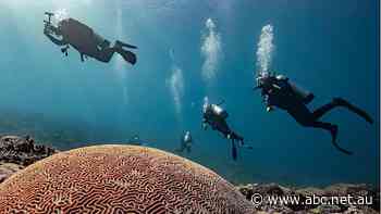 Annastacia Palaszczuk asks Scott Morrison for more Great Barrier Reef funding as UNESCO considers 'in-danger' proposal - ABC News
