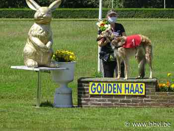 Windhondenrennen De Gouden Haas in Beringen (Beringen) - Het Belang van Limburg Mobile - Het Belang van Limburg