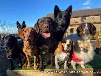 Just Pawing Around Doggy Day Care to celebrate first birthday despite pandemic concerns