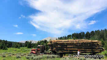 Logging activity for forest health closes road to popular recreation access - NBC Montana