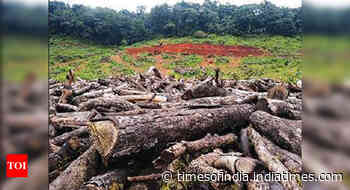 In 1 year, Goa diverted near 150 hectare forest land for power projects - Times of India