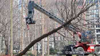 Why Did Maya Lin Plant A Dying Forest In Manhattan? The Trees Are Showing Their True Colors As The City Blooms - Forbes