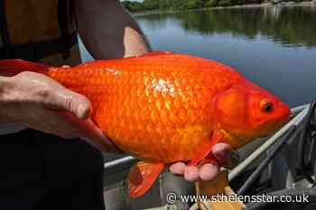 Giant goldfish turn up in US state's ponds and lakes - St Helens Star