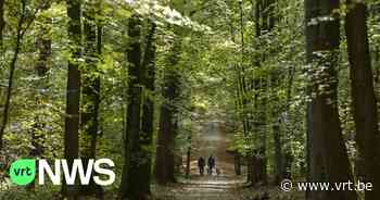 Historische beukendreef in Boechout mag blijven: "Ligt boven NAVO-kerosinepijpleiding" - VRT NWS