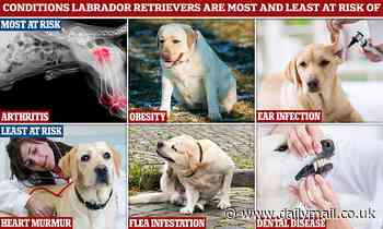 Vets share health concerns over the UK's most popular dog breed - Labrador Retrievers