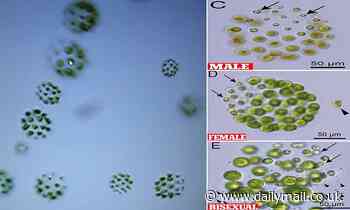 Algae species has THREE different sexes including a 'bisexual' one
