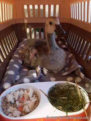 Calls to keep dogs on leads at Kings Pond - Farnham Herald