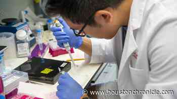 Pig study in Houston reveals possible treatment for heart failure - Houston Chronicle