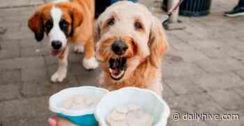 7 Toronto dog-friendly patios to dine at this summer | Dished - Daily Hive
