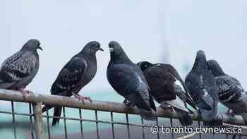 Toronto considers banning pigeon feeding on public and private property - CTV Toronto