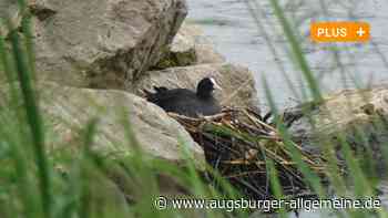 Zahl der Pflanzen bei Elchingen an der Donau hat sich verdoppelt