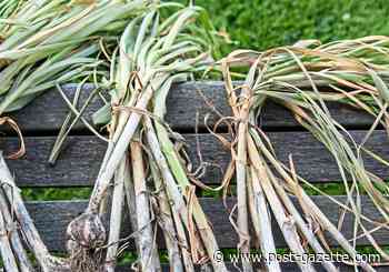 The time is ripe to gather garlic for pesto, raspberries for galettes