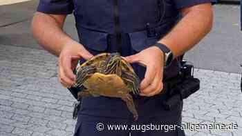 Ungewöhnlicher Tierfund: Polizei hält Schildkröte auf Skateranlage fest