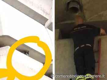 Modena, gatto incastrato per dieci giorni sotto un cavalcavia: salvato dai cittadini e dai vigili del fuoco - Corriere della Sera