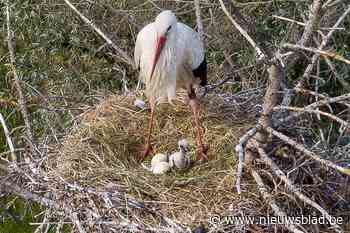 Mespelken is na meer dan een eeuw eerste ooievaarsjong in natuurgebied <BR />