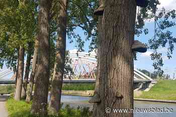 Pasar Zomert in Leiestreek, Meetjesland en Gent met avondwandelingen