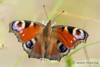COLUMN Limburgs Landschap - Dagpauwoog - Het Belang van Limburg