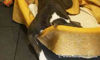 Dogs experience stress for up to 12 DAYS after being sent to a shelter