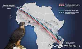Falcons fly in zig-zag patterns to make use of strong tailwinds, study reveals