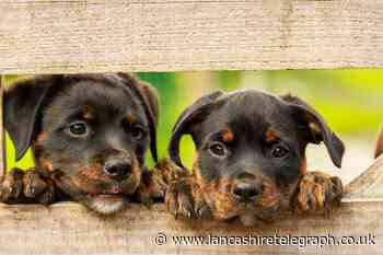 Dog website Yappy.com offers £24k a year to be Chief Puppy Officer