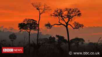 Climate change: Amazon regions emit more carbon than they absorb