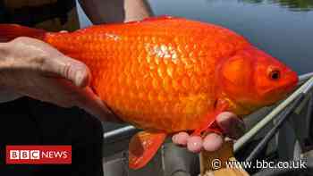 Giant goldfish problem in US lake prompts warning to pet owners