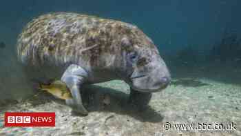 Florida breaks manatee death record in first six months of 2021