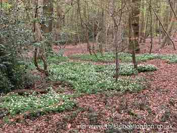 Waltham Forest Council makes Chingford wood 'local green space'