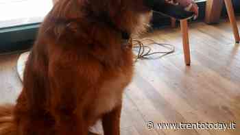 Cane trovato ad Ala: si cerca il proprietario - Trento Today
