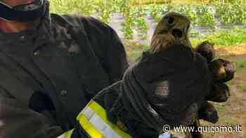 Ala spezzata per un falco gheppio: salvato dai vigili del fuoco - QuiComo
