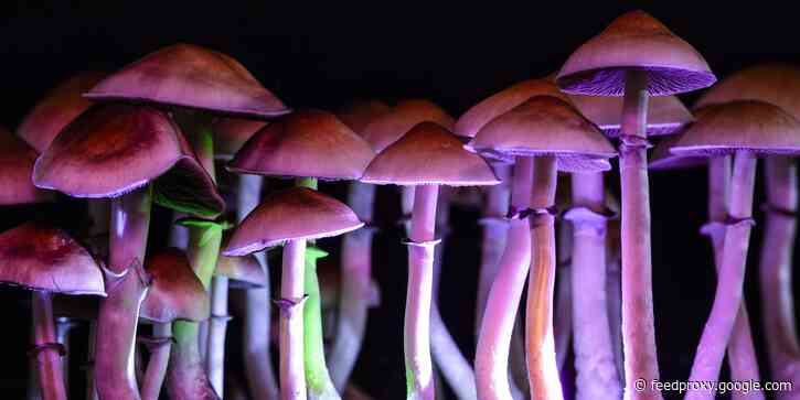 The 10 VCs betting the most on turning MDMA and magic mushrooms into medicines