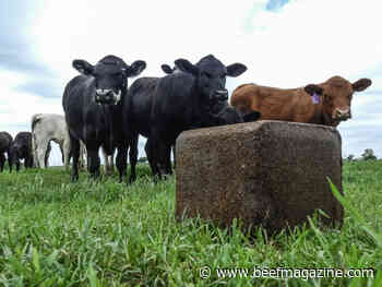 Supplemental feeding beneficial for stockers