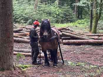 Horses to clear trees infected with dangerous disease at Bolton woods - The Bolton News