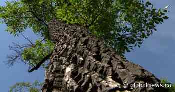 City of Regina confirms first 3 Dutch elm disease cases of 2021