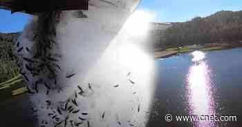 Fish drop: Why Utah is dumping loads of fish out of an airplane     - CNET