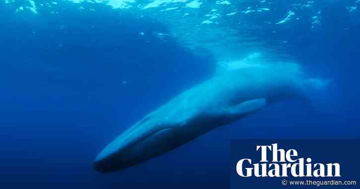 The search for the loneliest whale in the world