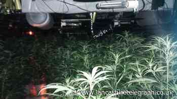 Huge cannabis production grow discovered in Rossendale