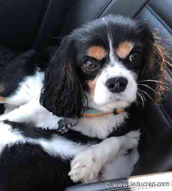 Local dog diagnosed with Lyme disease after tick bite - Leduc Representative