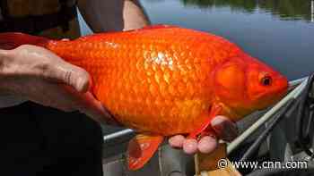 Invasive, football-size goldfish found in a Minnesota lake