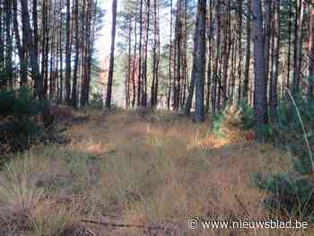 Goolderheide koopt 27 hectare gemeentebos - Het Nieuwsblad