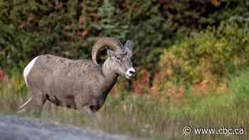 Hunting licences, ski passes up for grabs in Alberta's latest vaccine lottery