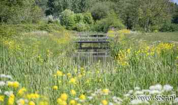 Zieke essen worden verwijderd uit het Reeuwijkse Hout - Kijk op Bodegraven-Reeuwijk